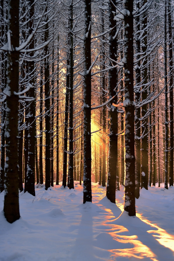 Mueller Franz Winter Wonderland